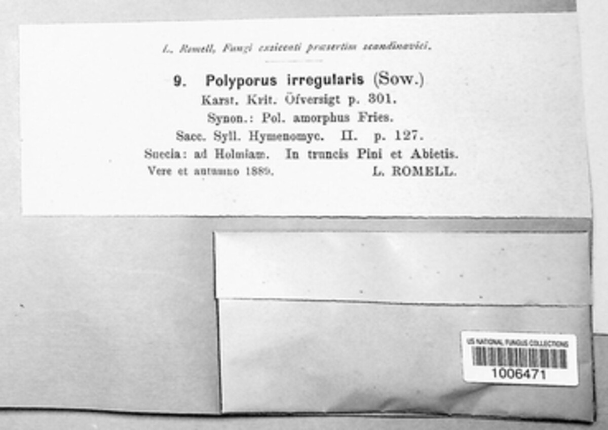 Polyporus irregularis image